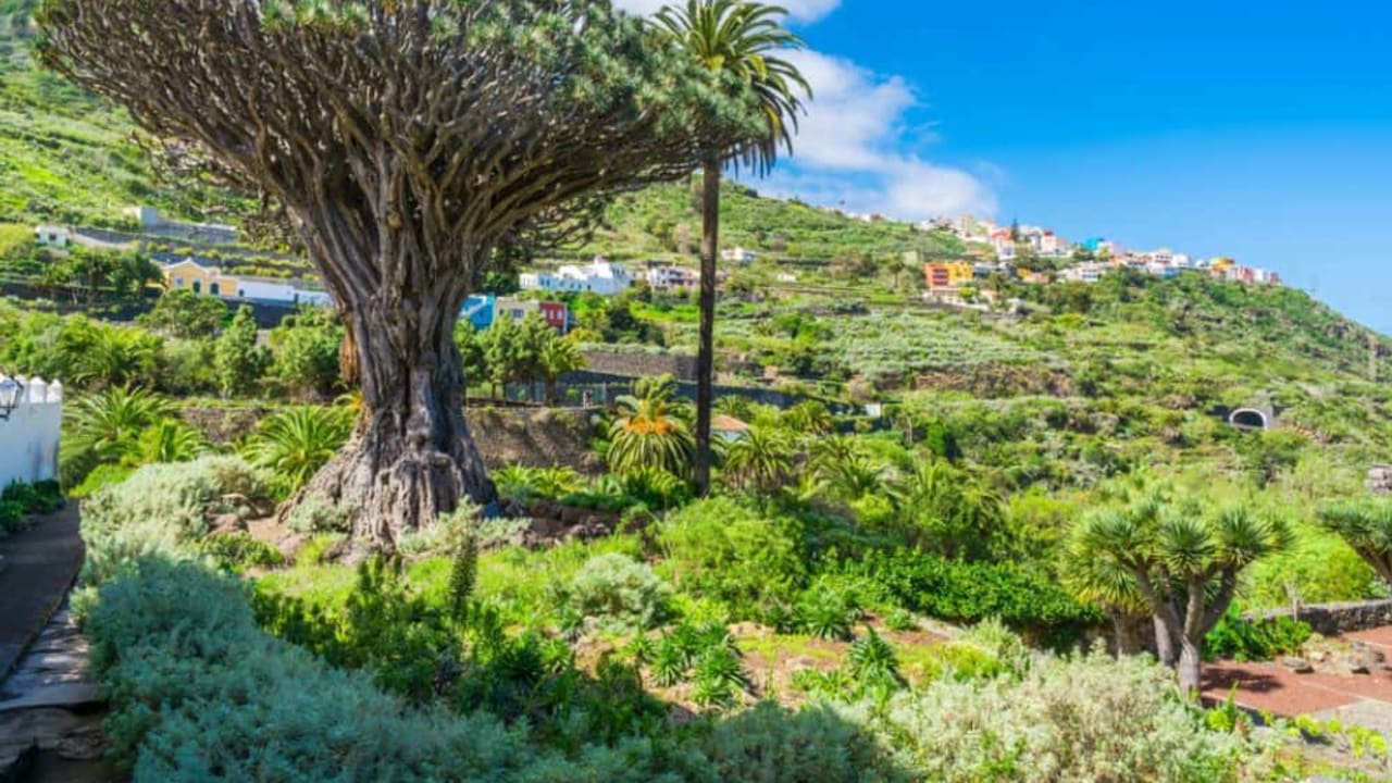 Top 8 Things To Do In Tenerife
