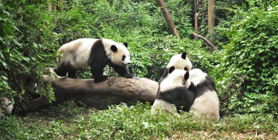 visit-chengdu-giant-panda-breeding-centre.jpg