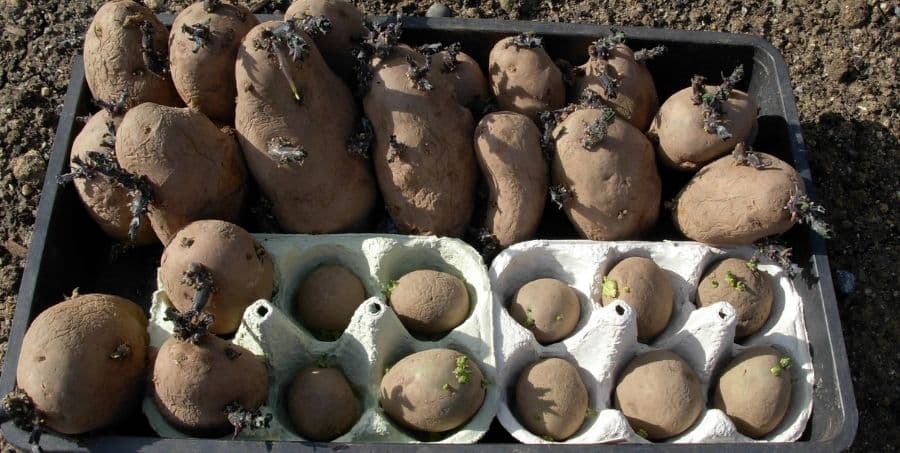 potato-planting-tips.jpg