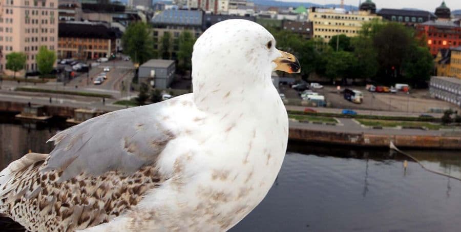 birds-eye-view-of-oslo.jpg