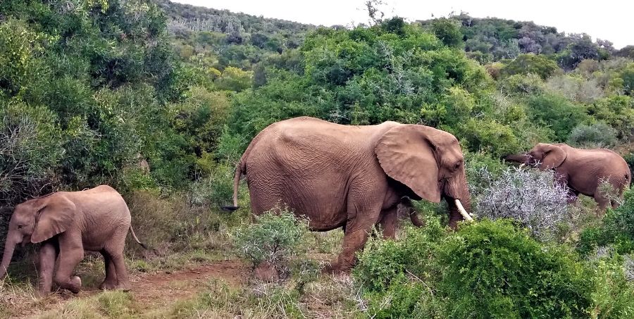 experience-safari-in-south-africa.jpg