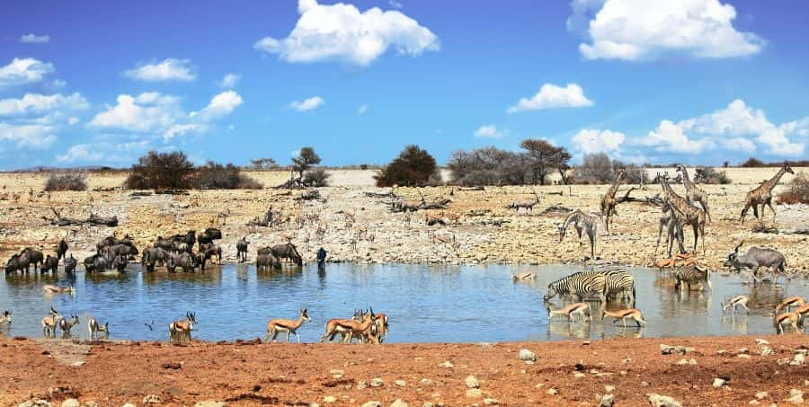 visit-etosha-national-park-namibia-tour.jpg