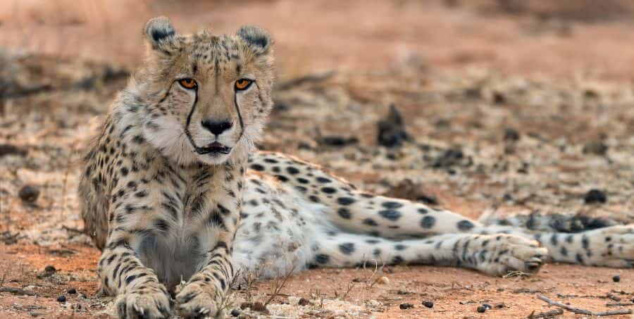 see-cheetahs-in-okonjima.jpg