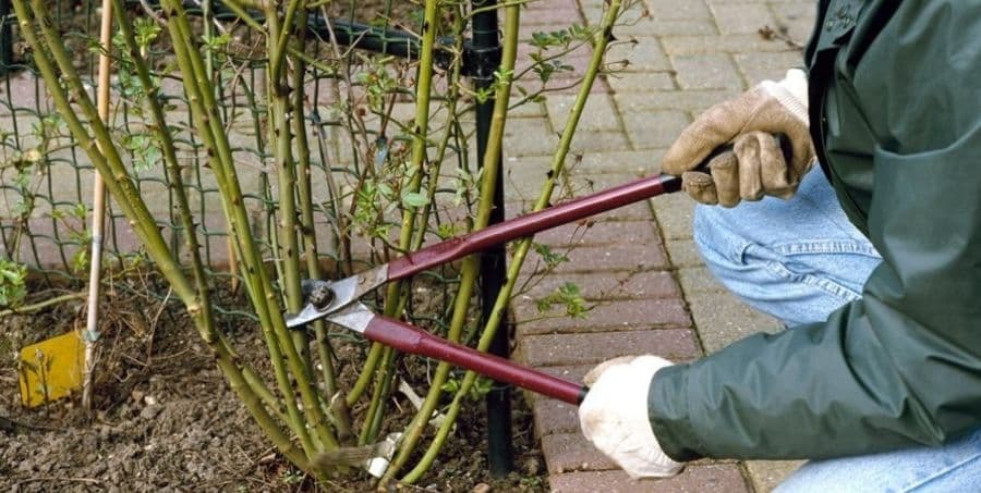 rose-pruning-tips.jpg