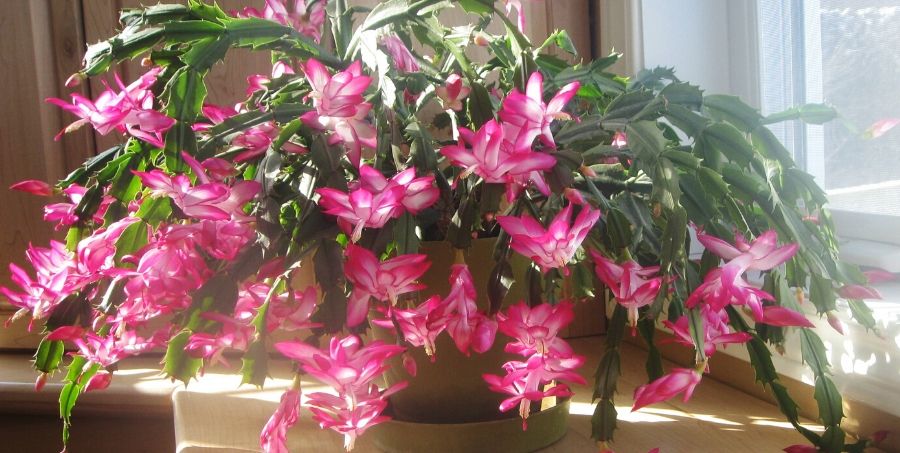 useful-gardening-tips-christmas-cactus.jpg