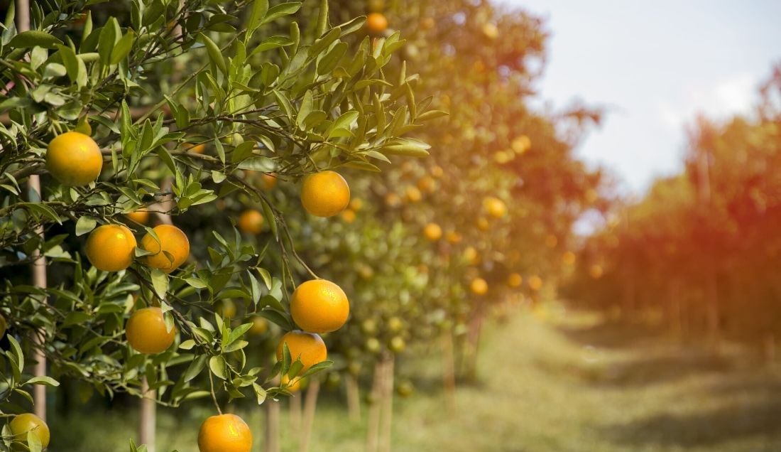 Experience the citrus plantations of Cyprus