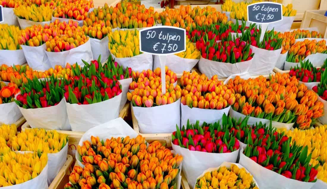 Discover the Amsterdam Flower Market