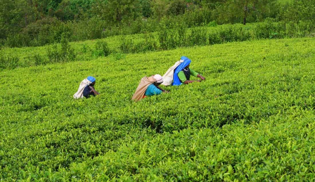 Visit a tea plantation
