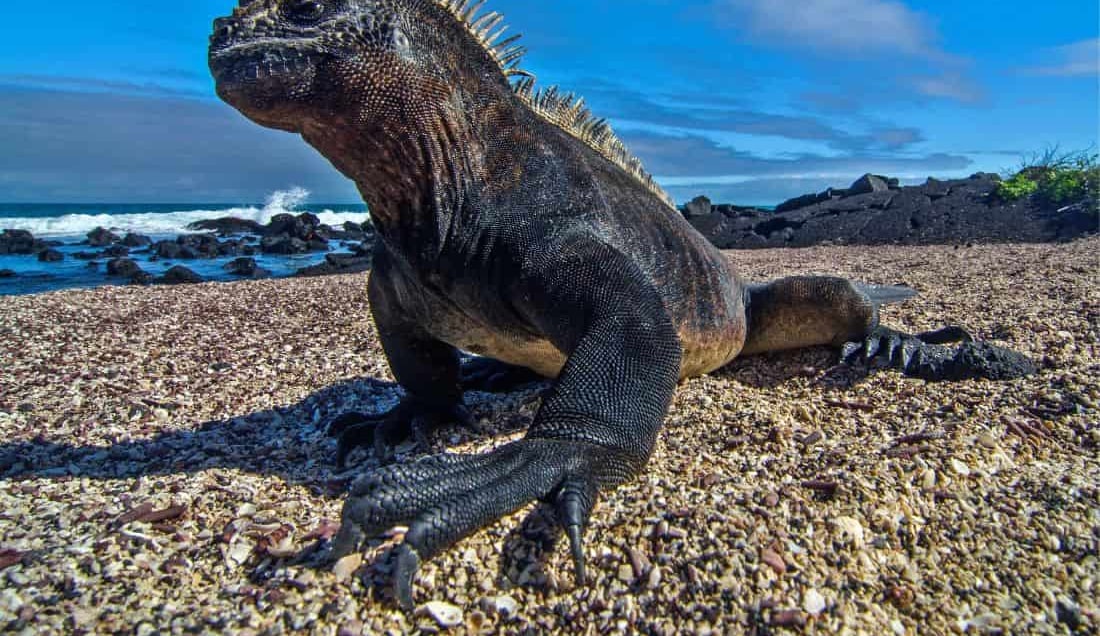 See Iguanas on the Galapagos Islands