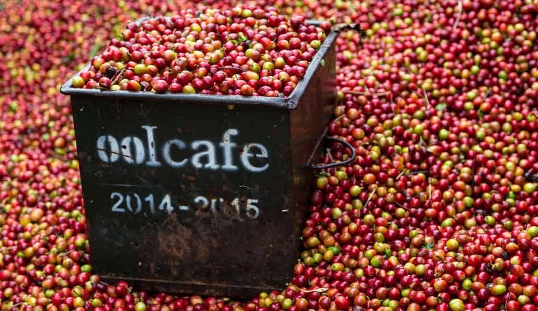 Visit a Costa Rican coffee plantation