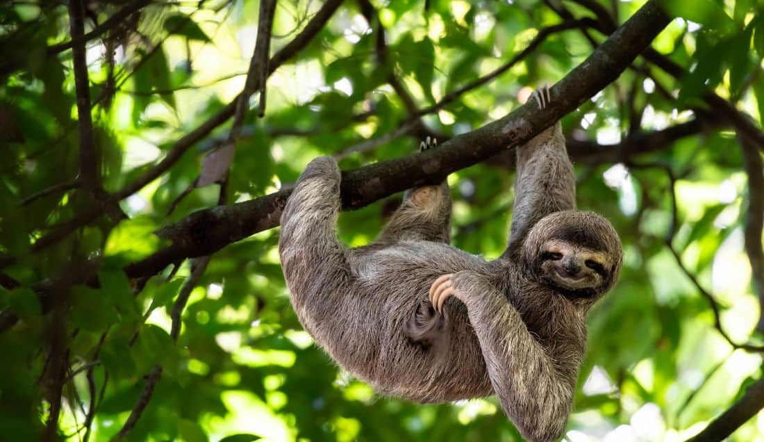 See incredible wildlife like sloths