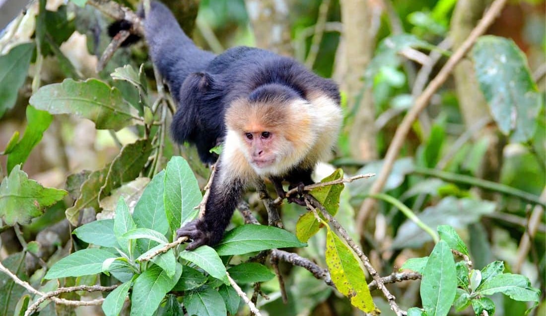 Spot capuchin monkeys