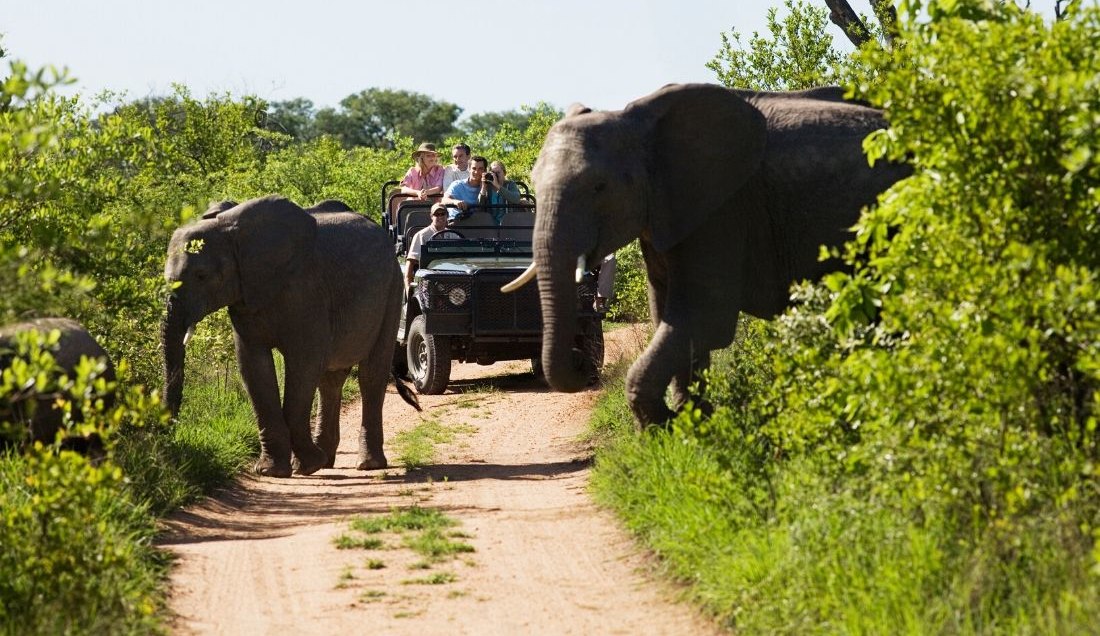 See Elephants on a Safari in Kariega Game Reserve