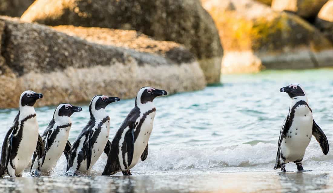 See African penguins on Boulders Beach