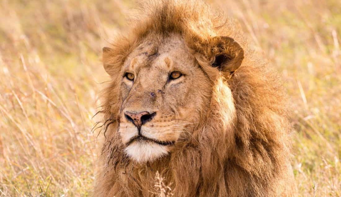 Spot lions on a Game Drive