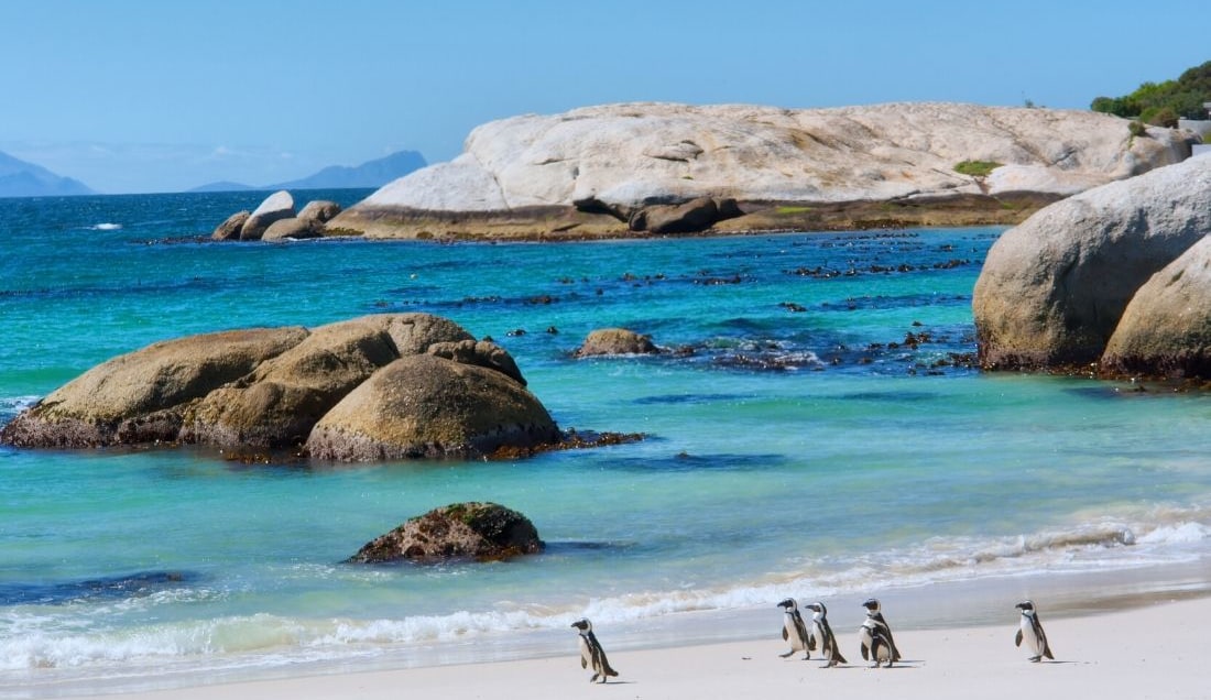 See Penguins on South Africa's Coast