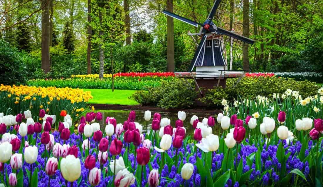 Tulip Serenade - Belgium Waterways & Netherlands River Cruise
