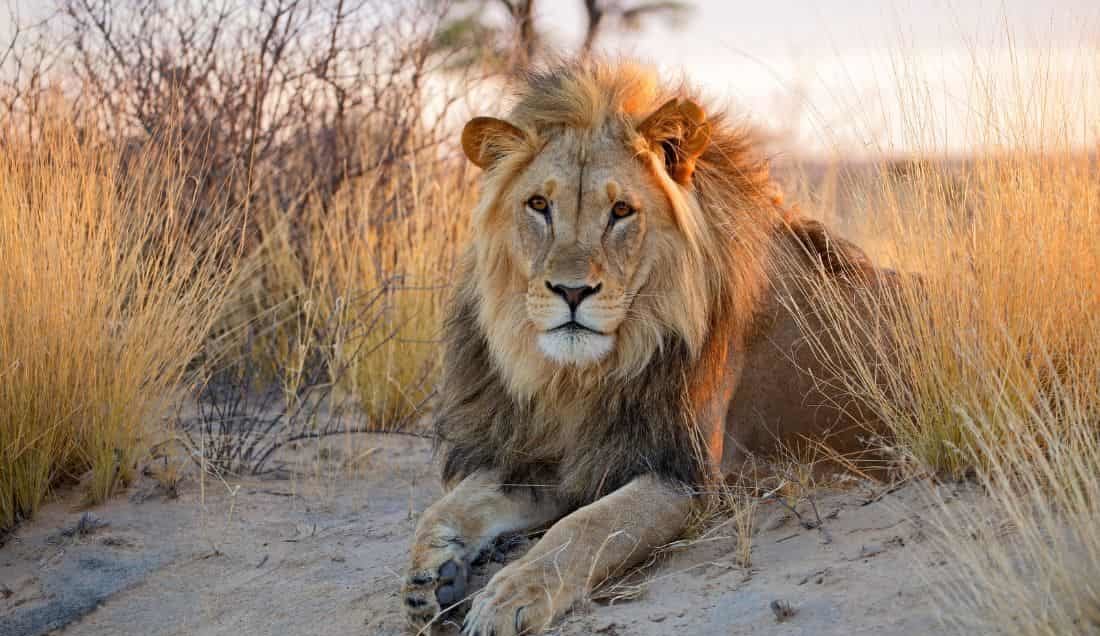 Spot Lions on a safari in Kariega Game Reserve
