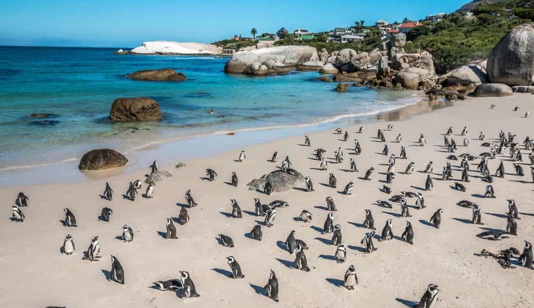 See African penguins at Boulders Beach