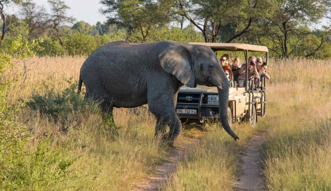 Experience a safari in South Africa