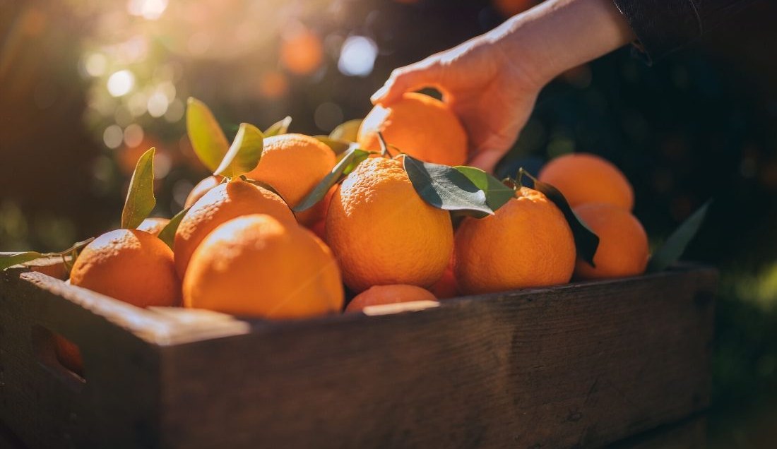 Enjoy some tasty local Cyprus fruits