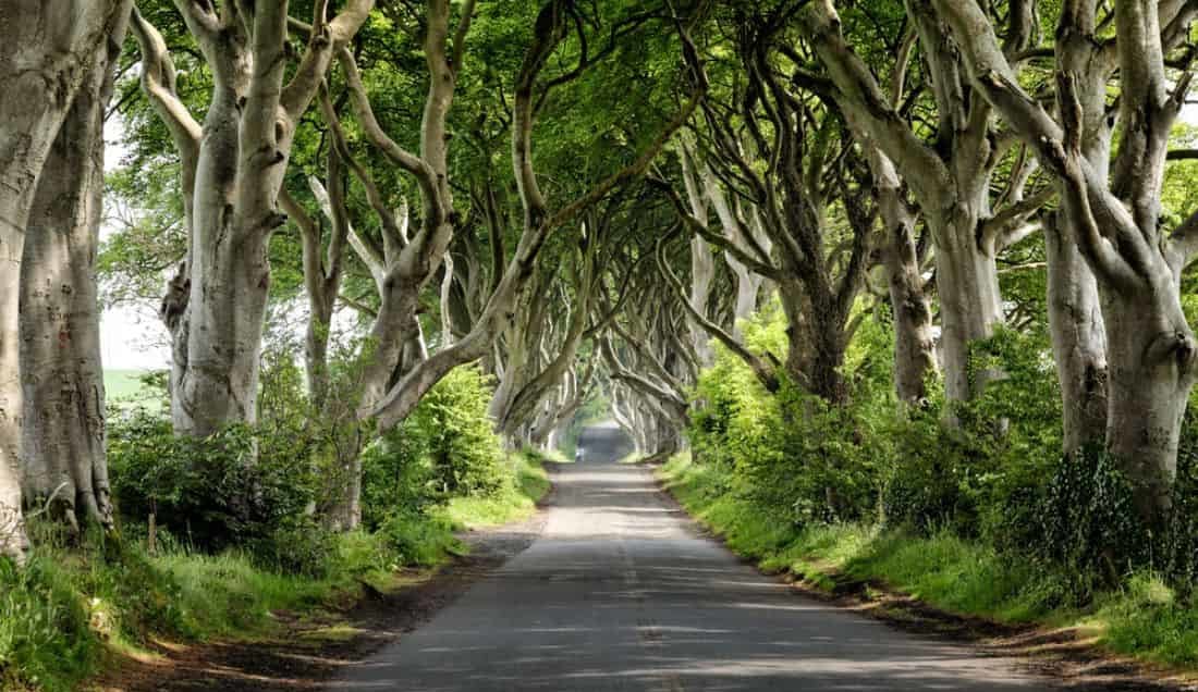 See The Dark Hedges