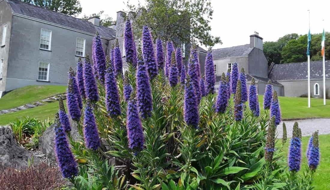 Visit Derrynane House & Garden