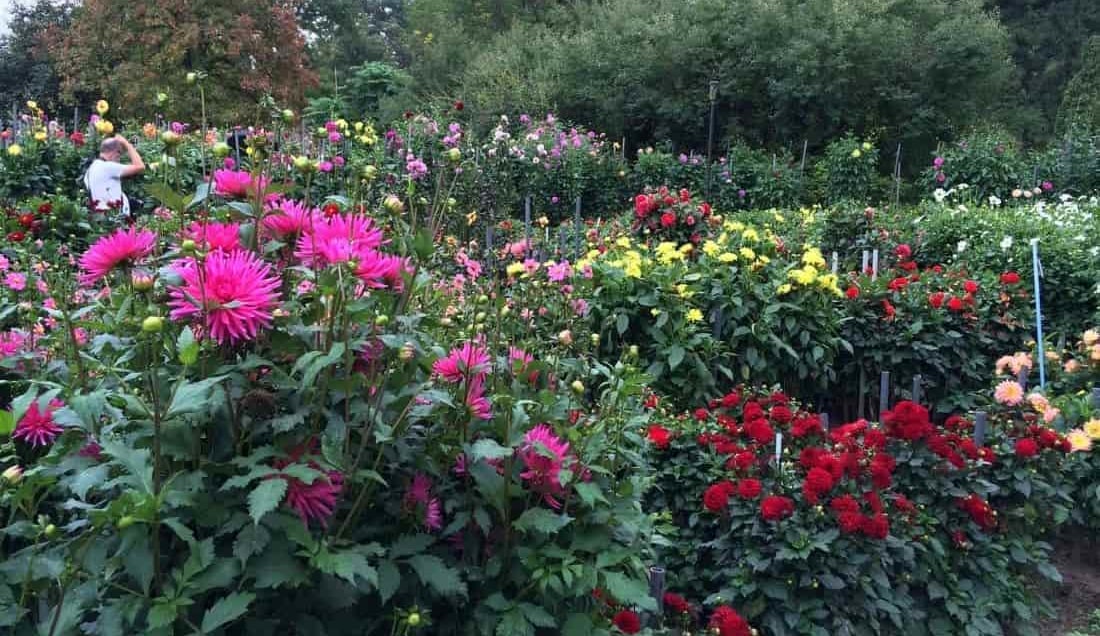 Discover Villa Taranto Botanical Gardens