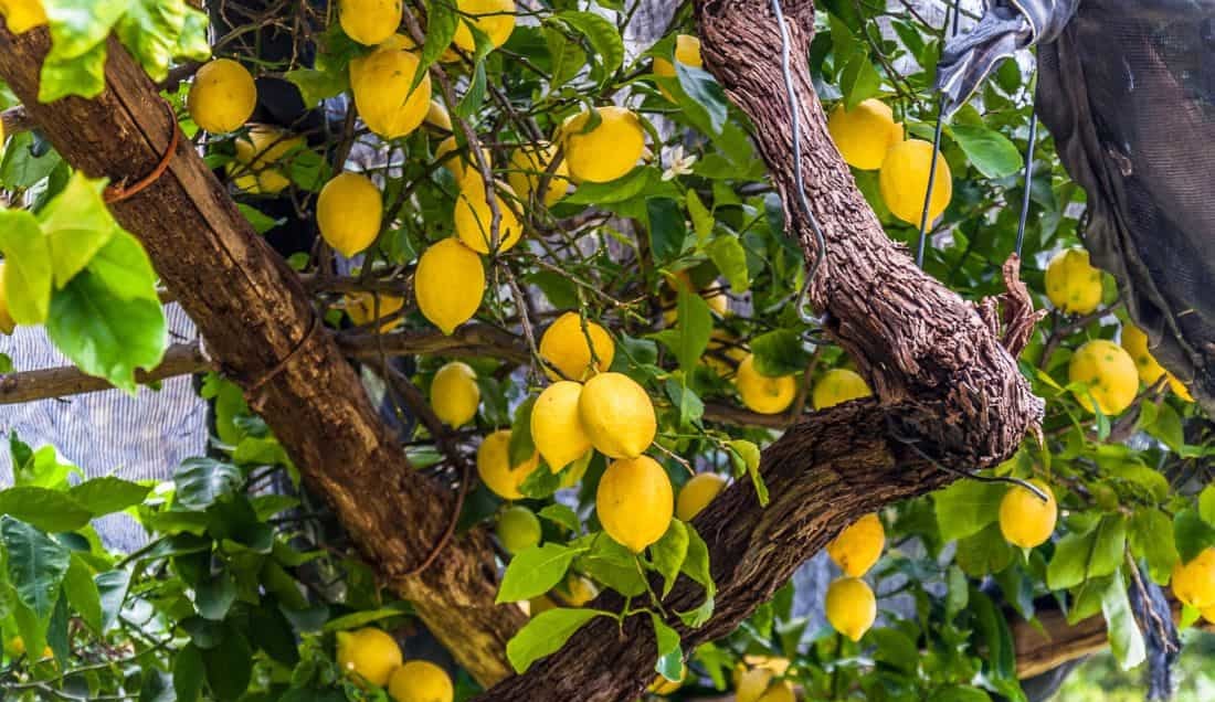 SuperSavers Sorrento Coast