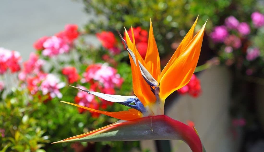 See incredible flora like the Bird of Paradise flower