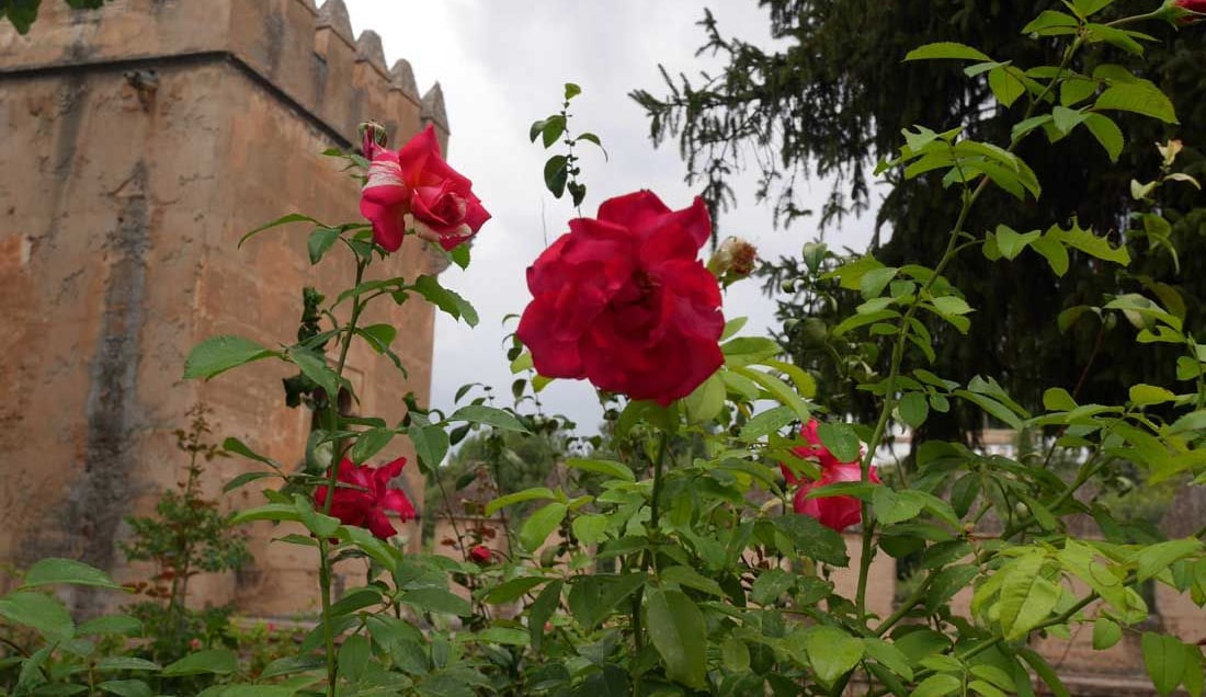 See the Generalife Gardens