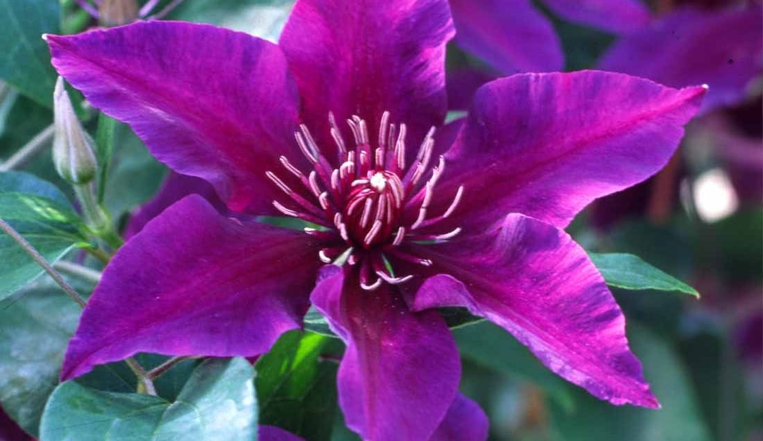 See beautiful flowers at the Chelsea-Flower-Show