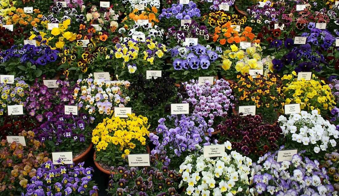 Experience the most famous garden show in the world