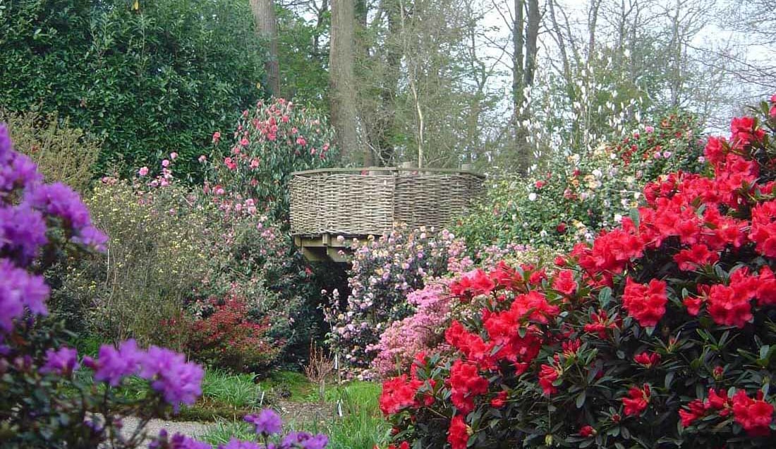 Guided Tour of Trewithen Gardens Cornwall