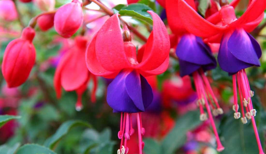 Experience the best Gardens of the Cotswolds