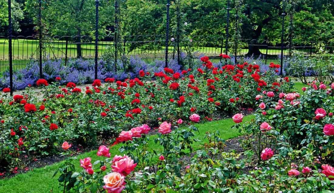 Discover Blenheim Rose Garden