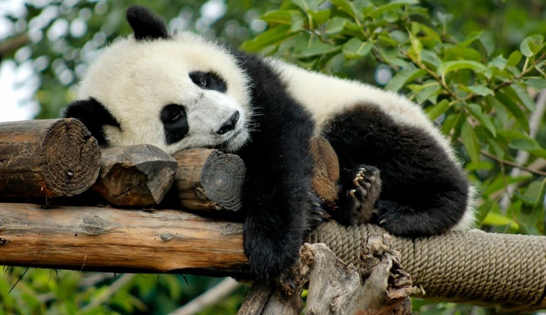 See Pandas in Chengdu Giant Panda Breeding Centre