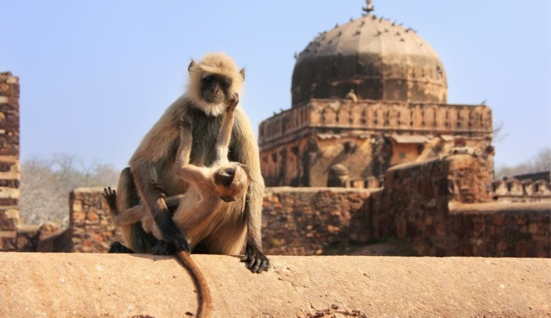 See monkeys at Ranthambore Fort