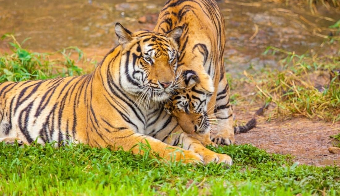 Discover Ranthambore National Park