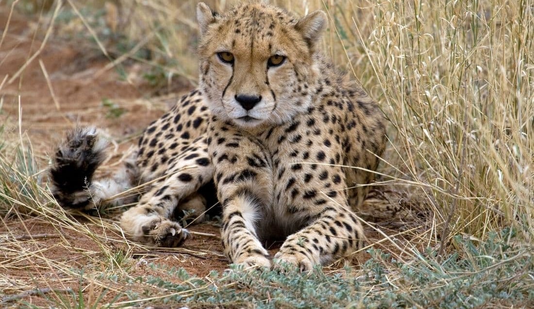 See majestic cheetahs up close on an AfriCat Foundation tour.