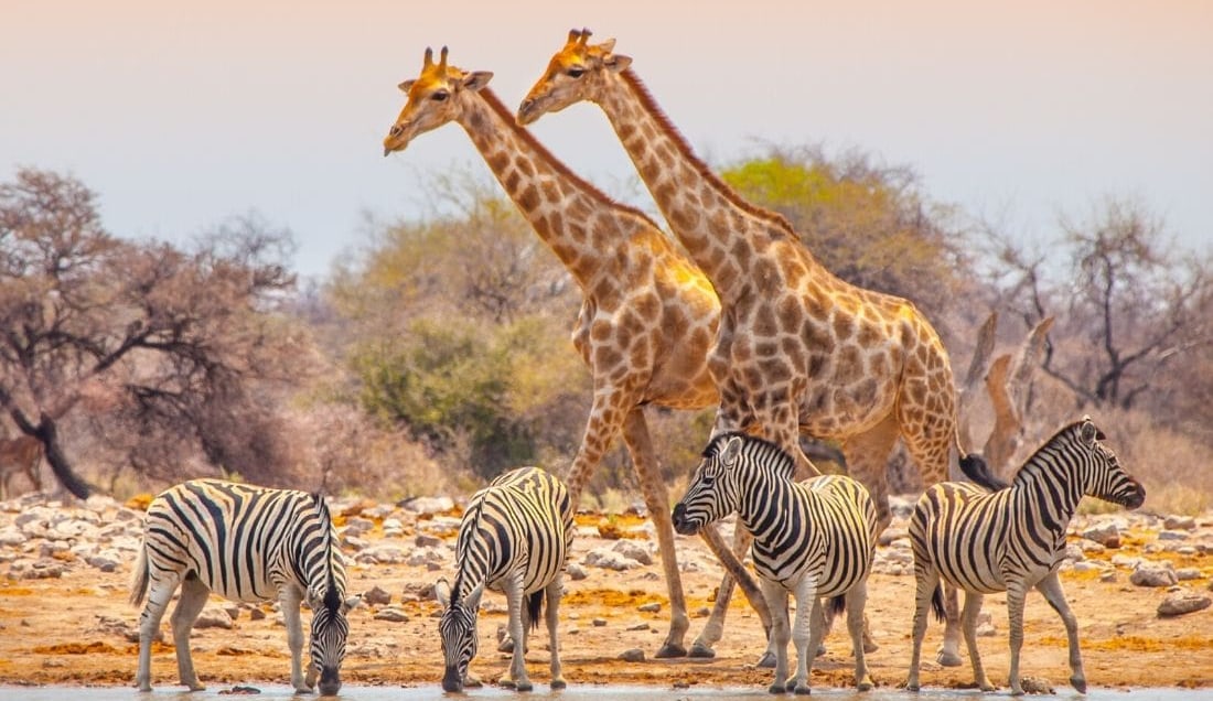 See African Wildlife on a Guided Safari in Etosha