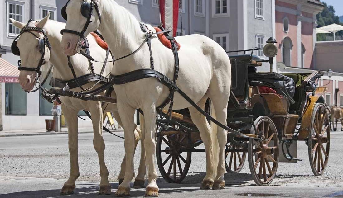 See the best of Salzburg