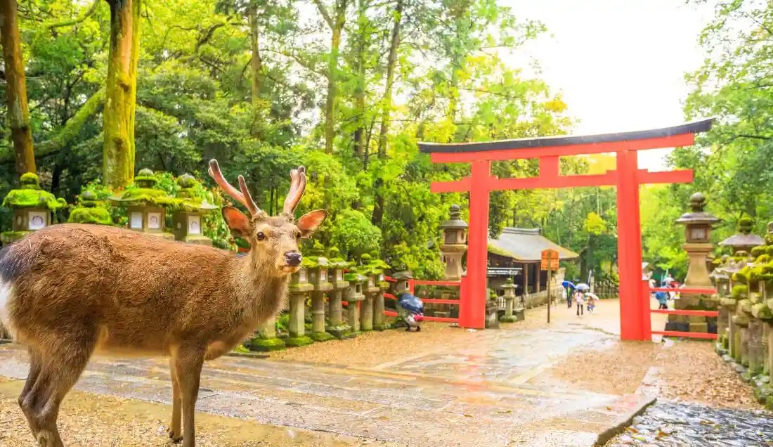 See the sacred deer in Nara Park