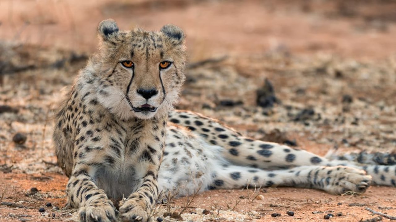 Top tips for your Namibia safari