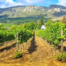 Stellenbosch
