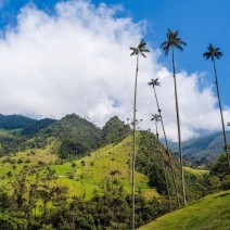 Cocora Valley