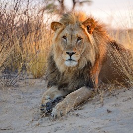 South Africa