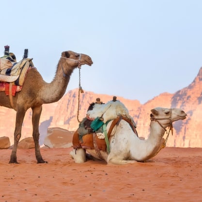 two dromedary camels, also known as Arabian camels, in a desert landscape