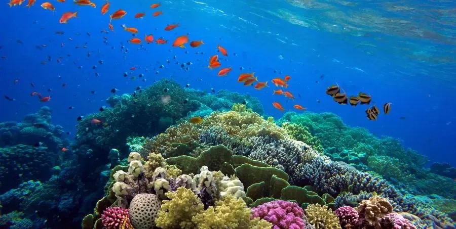 Great-Barrier-Reef-Worlwide-Wonders.webp