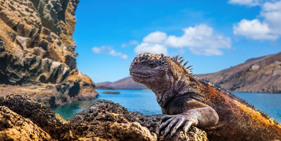 Visit Galapagos Islands.jpg